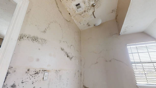 Best Mold-Related Health Consultation  in Siesta Key, FL