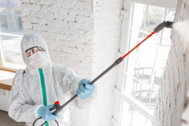 Best Mold Damage Restoration  in Siesta Key, FL