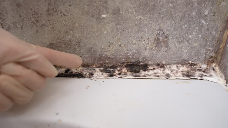 Environmental Consulting for Mold Prevention in Siesta Key, FL